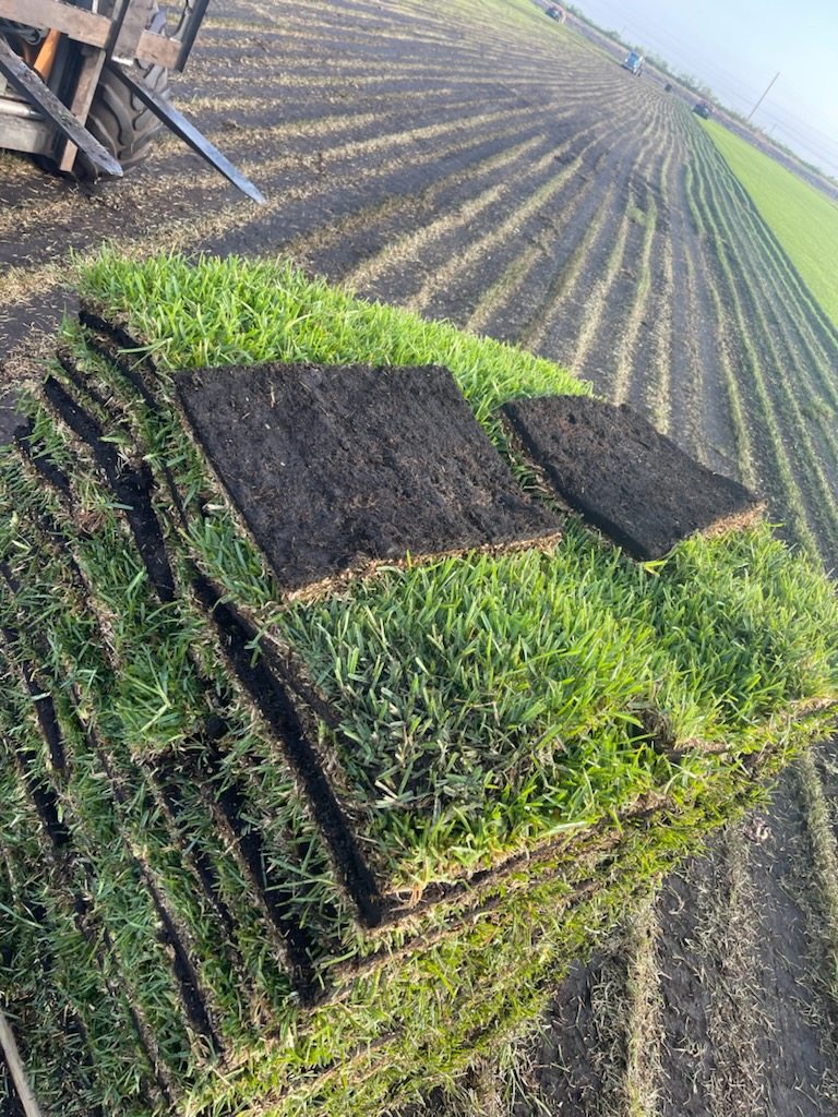 St. Augustine sod grass close-up