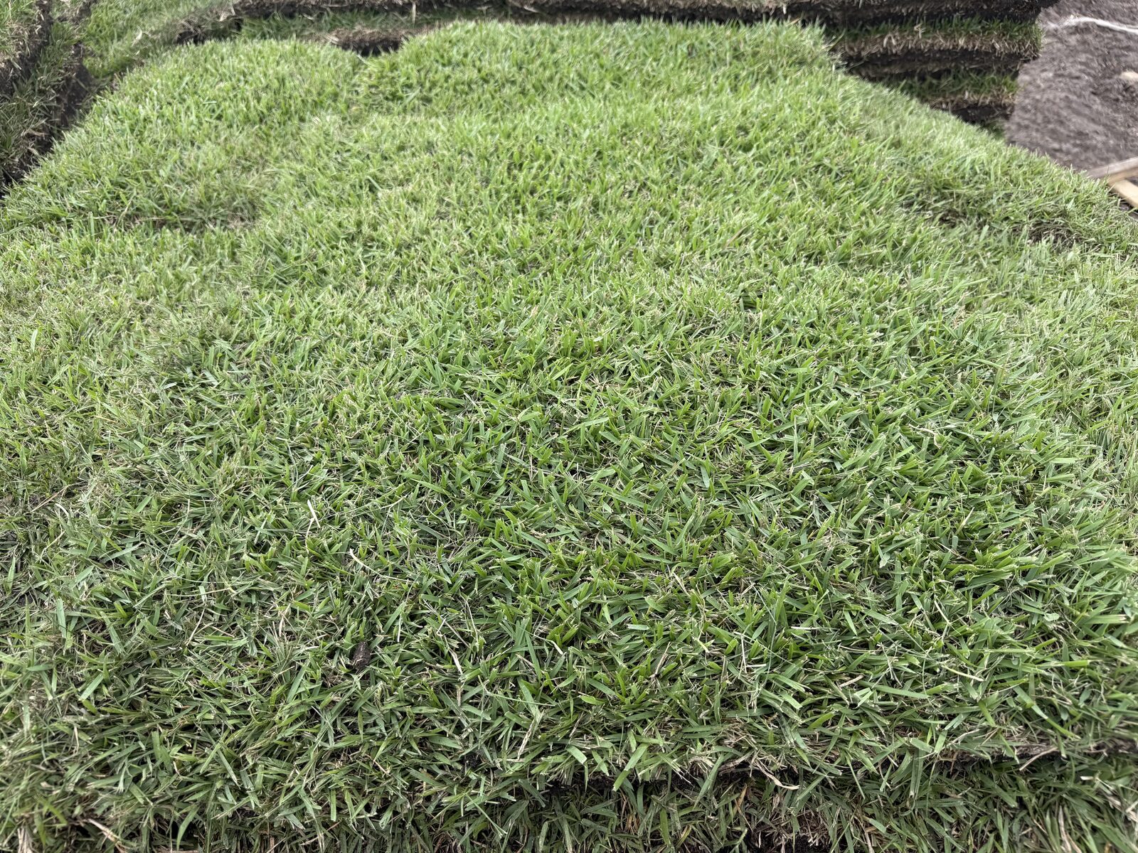 Zoysia sod grass close-up